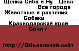 Щенки Сиба и Ну › Цена ­ 35000-85000 - Все города Животные и растения » Собаки   . Краснодарский край,Сочи г.